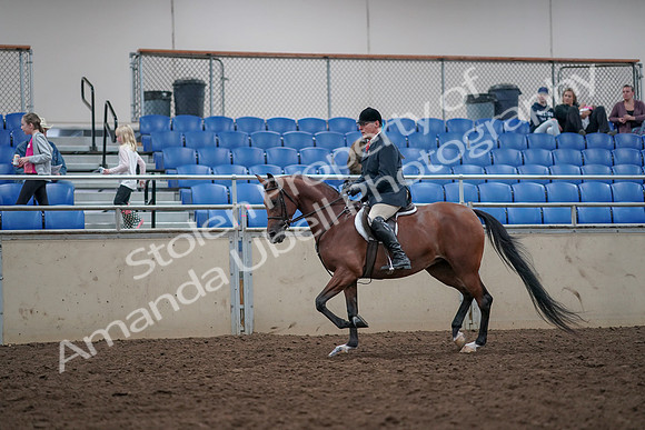 2019 Morgan Horse Show - Aug 31, 2019 - 14953