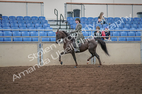 2019 Morgan Horse Show - Aug 30, 2019 - 15521