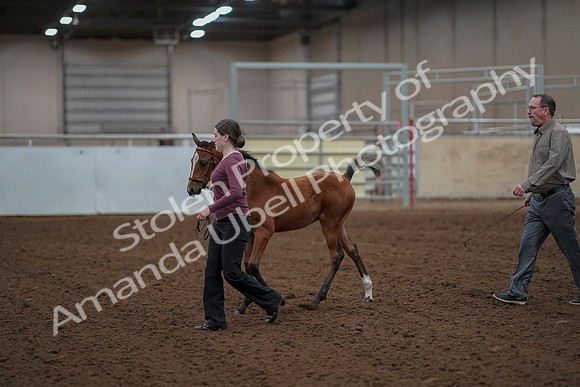 2019 Morgan Horse Show - Aug 30, 2019 - 24789