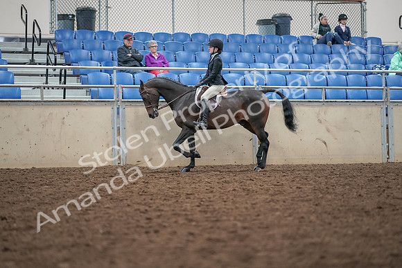 2019 Morgan Horse Show - Aug 30, 2019 - 20302