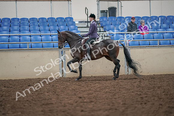 2019 Morgan Horse Show - Aug 30, 2019 - 20153