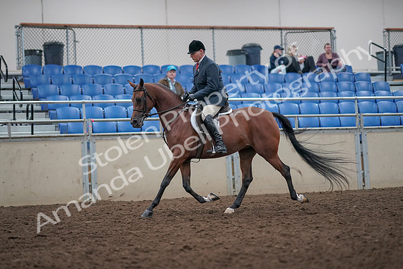 2019 Morgan Horse Show - Aug 31, 2019 - 14812