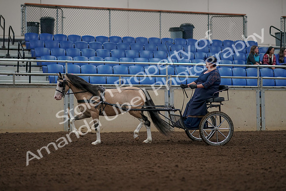 2019 Morgan Horse Show - Aug 31, 2019 - 04340