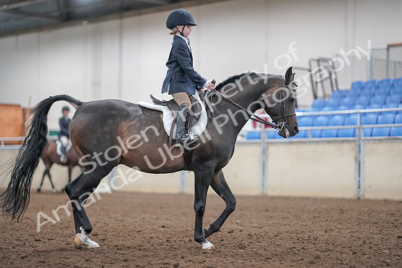 2019 Morgan Horse Show - Aug 31, 2019 - 19582