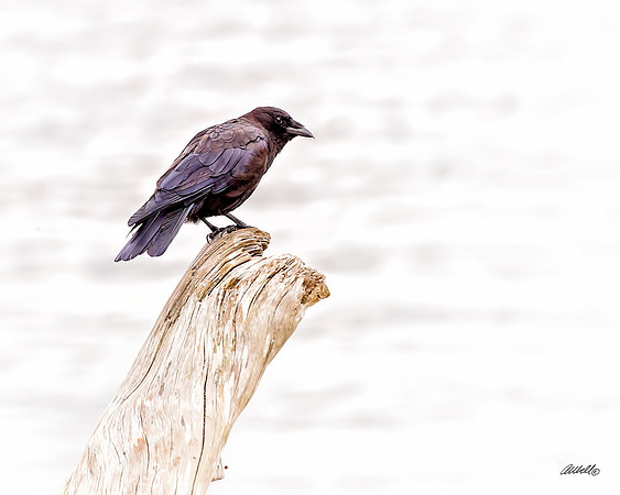 Birds - 075
