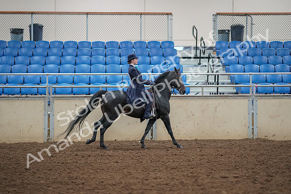 2019 Morgan Horse Show - Aug 30, 2019 - 12493