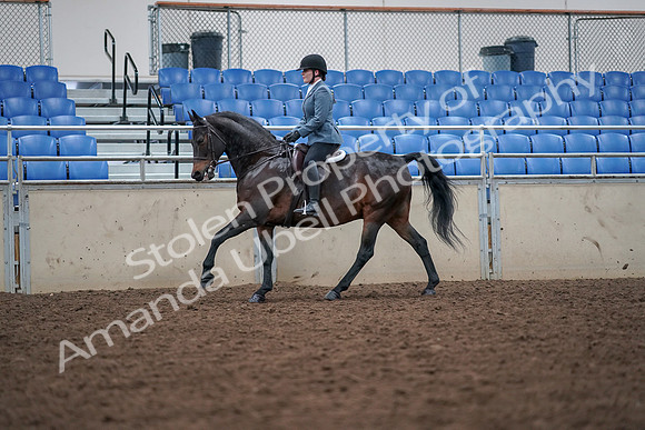 2019 Morgan Horse Show - Aug 30, 2019 - 18467