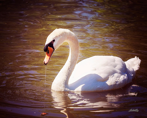 Birds - 202