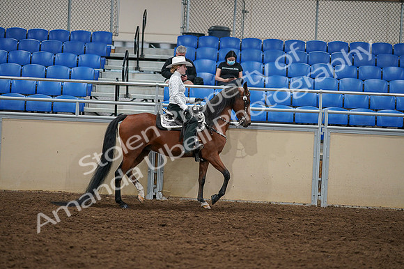 2020 - AB Morgan Horse - Fri, Sept 04 - 03524