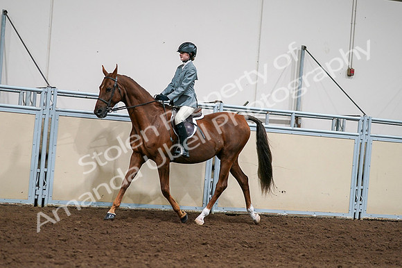 2020 - AB Morgan Horse - Fri, Sept 04 - 03034