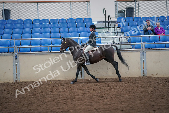 2019 Morgan Horse Show - Aug 30, 2019 - 20656