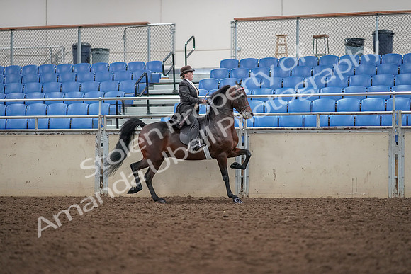 2019 Morgan Horse Show - Aug 30, 2019 - 28079