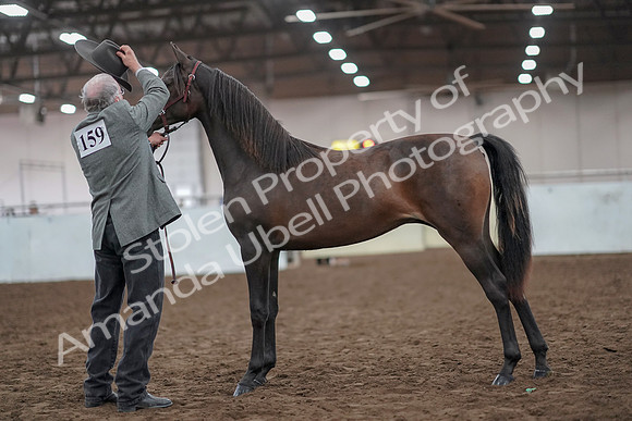 2019 Morgan Horse Show - Aug 31, 2019 - 02860