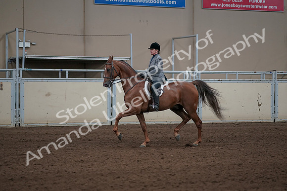 2019 Morgan Horse Show - Sept 01, 2019 - 12272