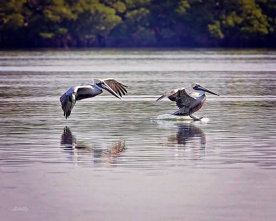 Birds - 169