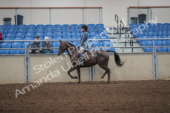 2019 Morgan Horse Show - Aug 31, 2019 - 05006