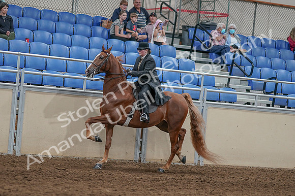 2020 - AB Morgan Horse - Fri, Sept 04 - 11445
