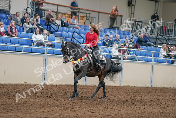 2020 - AB Morgan Horse - Sat, Sept 05 - 10445