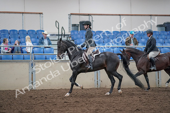 2019 Morgan Horse Show - Aug 31, 2019 - 14986