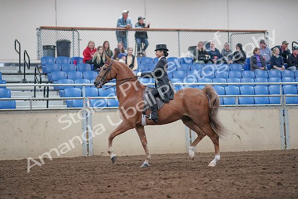 2019 Morgan Horse Show - Aug 31, 2019 - 20392