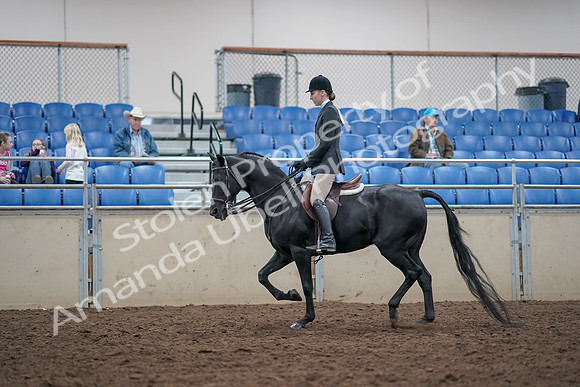 2019 Morgan Horse Show - Aug 31, 2019 - 14978