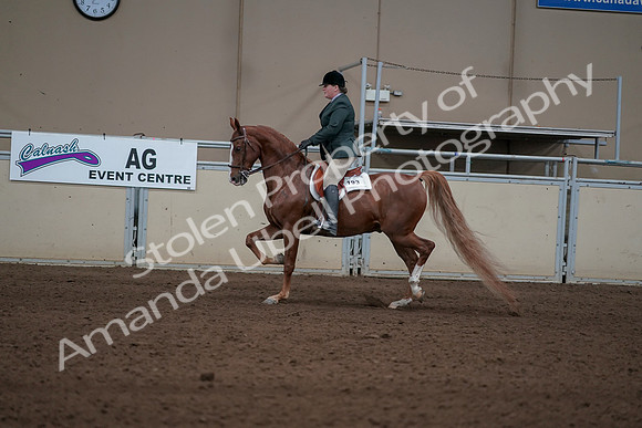 2019 Morgan Horse Show - Sept 01, 2019 - 12225