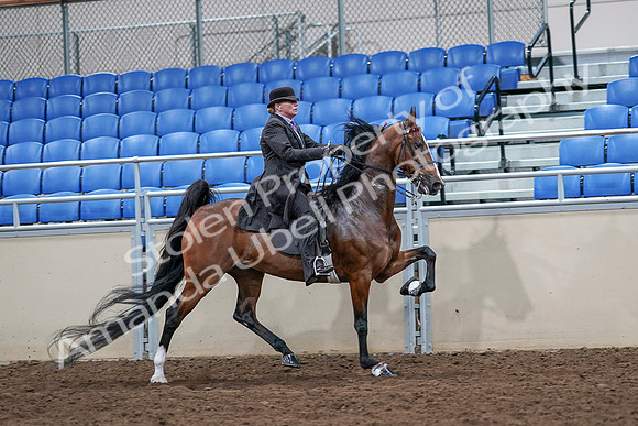 2020 - AB Morgan Horse - Sat, Sept 05 - 13229