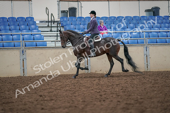 2019 Morgan Horse Show - Aug 30, 2019 - 20145