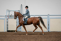 2020 - AB Morgan Horse - Sat, Sept 05 - 03046