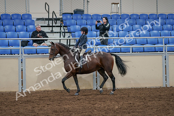 2020 - AB Morgan Horse - Sun, Sept 06 - 07709