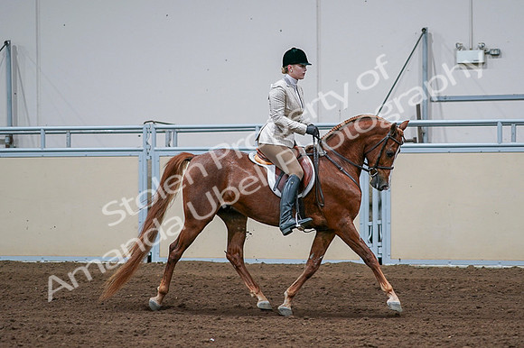 2020 - AB Morgan Horse - Fri, Sept 04 - 01718