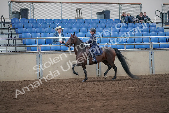 2019 Morgan Horse Show - Sept 01, 2019 - 12741
