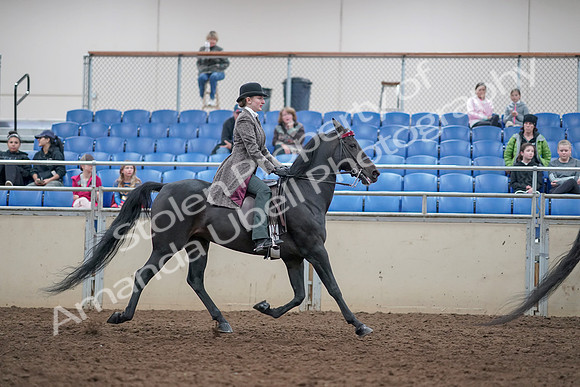 2019 Morgan Horse Show - Aug 31, 2019 - 09659