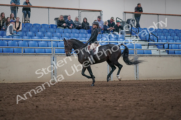2019 Morgan Horse Show - Aug 31, 2019 - 20604