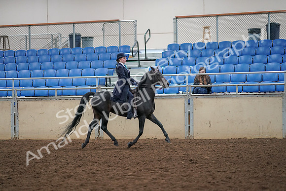 2019 Morgan Horse Show - Aug 30, 2019 - 12379