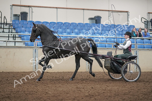 2019 Morgan Horse Show - Aug 31, 2019 - 04677