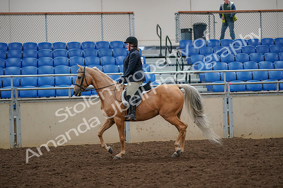 2019 Morgan Horse Show - Aug 30, 2019 - 22182