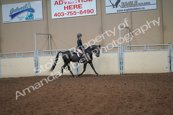 2019 Morgan Horse Show - Aug 30, 2019 - 12344