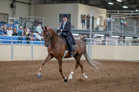 2020 - AB Morgan Horse - Fri, Sept 04 - 11081