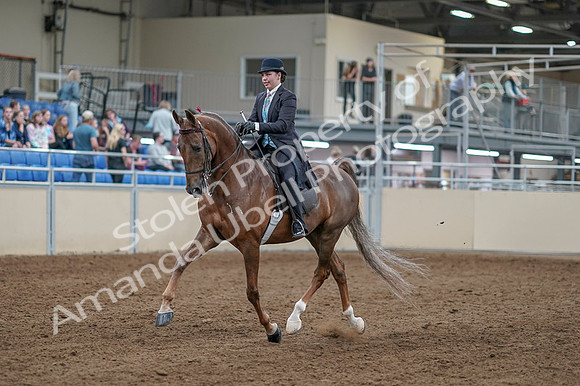 2020 - AB Morgan Horse - Fri, Sept 04 - 11081