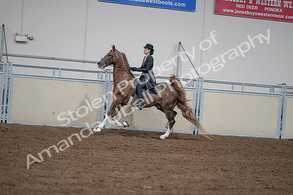 2020 - AB Morgan Horse - Fri, Sept 04 - 09610