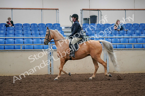 2019 Morgan Horse Show - Aug 30, 2019 - 16080