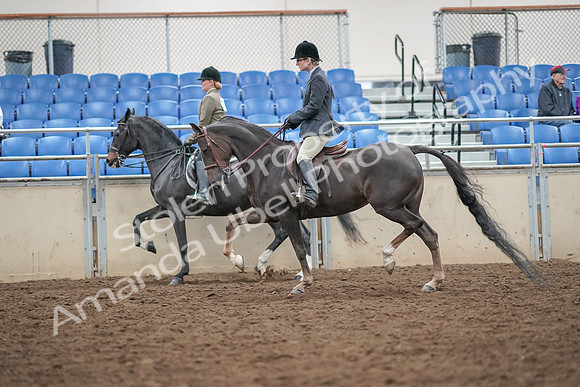 2019 Morgan Horse Show - Aug 30, 2019 - 20074