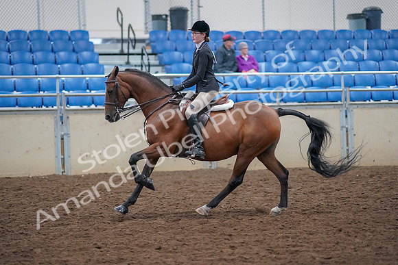 2019 Morgan Horse Show - Aug 30, 2019 - 20614