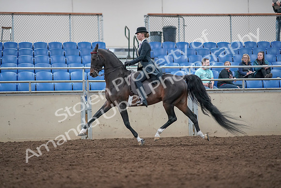 2019 Morgan Horse Show - Aug 31, 2019 - 08738