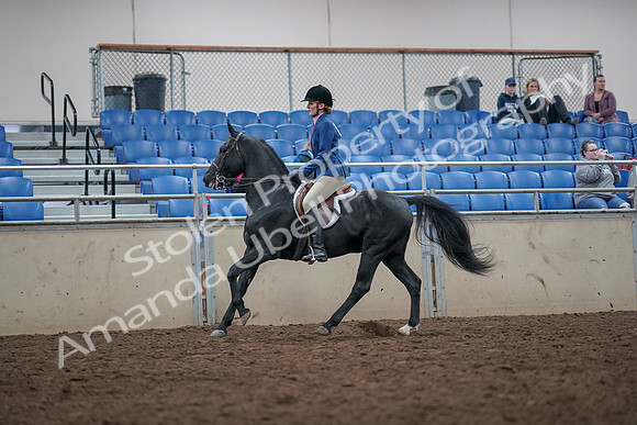 2019 Morgan Horse Show - Aug 31, 2019 - 16695