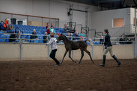 2019 Morgan Horse Show - Aug 31, 2019 - 03564
