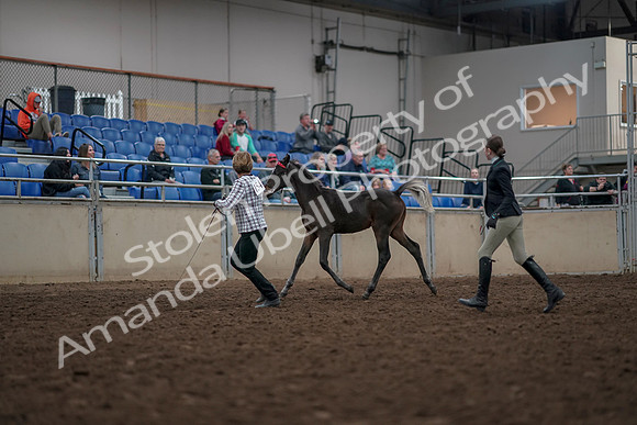 2019 Morgan Horse Show - Aug 31, 2019 - 03564