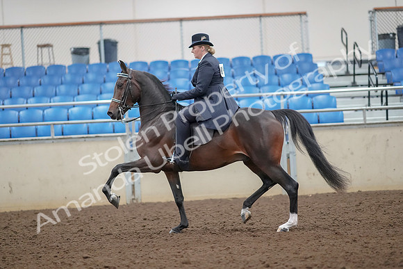 2019 Morgan Horse Show - Aug 30, 2019 - 24308