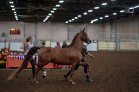 2019 Morgan Horse Show - Aug 31, 2019 - 01037
